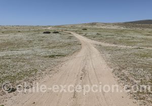 Se rendre au désert d'Atacama Chili