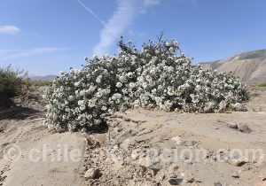 Voyage premium nord du Chili