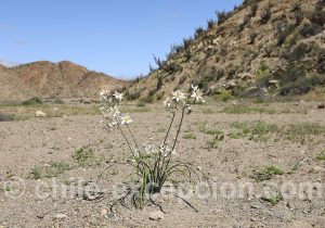 Voyage organisé Chili