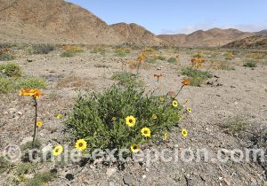 Que faire région d'Atacama