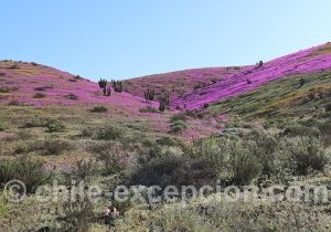 Voyage luxueux au Chili