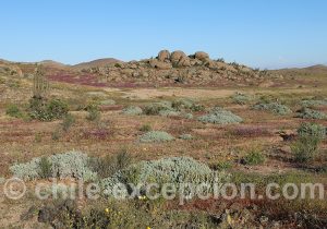 Voyage haut-de-gamme Chili