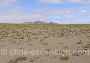 Désert d'Atacama