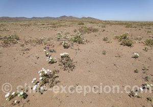 Voyage sur-mesure nord du Chili