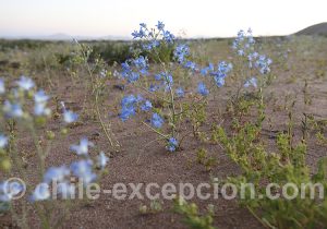 Séjour personnalisé Atacama