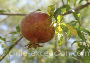 Acheter des grenades au Chili