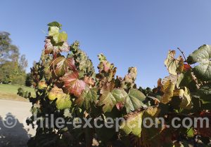 Région des vins Chili