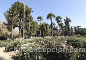 Vignes de Santiago, Chili