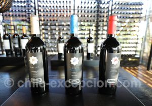 Amplus, ligne de vins, vigne Santa Ema, région centrale du Chili
