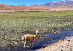 Bofedal sur la route du Tatio