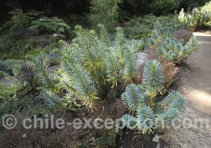 Euphorbe characias, Chili