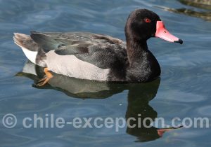 Nette demi-deuil, mâle