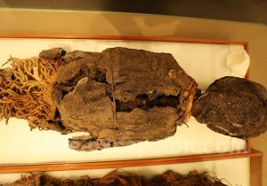 Momies au Musée Régional d'Iquique