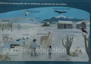 Musée Régional d'Iquique Faune et Flore Altiplano