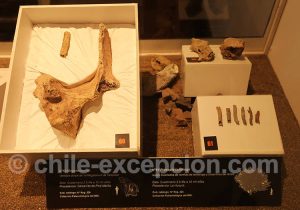 Musée Régional d'Iquique - Megaterium de Tarapacá