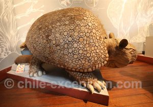 Musée Régional d'Iquique Tatou