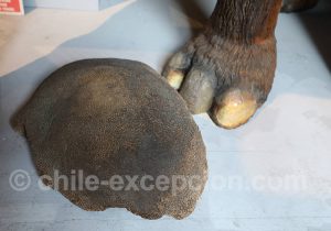 Musée Régional d'Iquique Pâtes pleistoceno