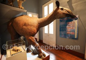 Musée Régional d'Iquique - Macrauchenia Patachonica