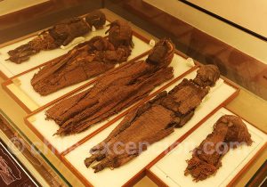 Momies au Musée Régional d'Iquique