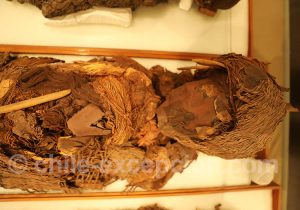 Momies au Musée Régional d'Iquique