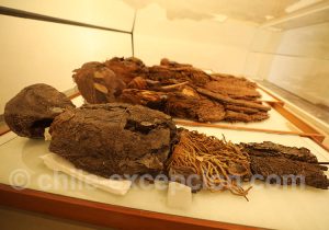 Momies allongées au Musée Régional d'Iquique