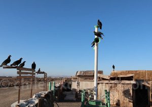 Corbeaux au cimetière Pampino