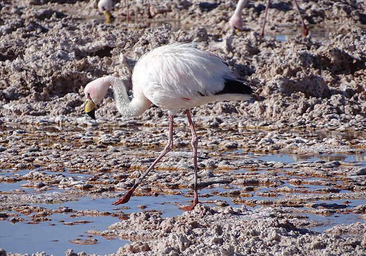 ~ faune atacama ~ faune atacama