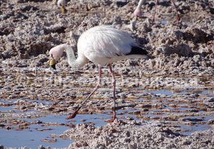 Flamant de James, juvénile