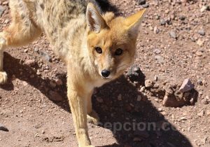 Renard gris de la puna