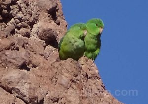 Toui à bandeau jaune, Periquito cordillerano