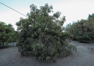 Arbre manguier Ataulfo