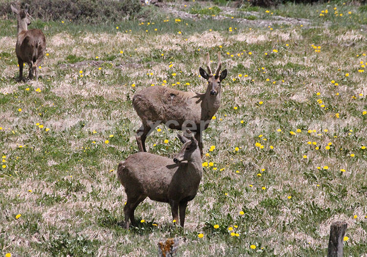 Cerf de Patagonie