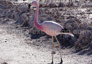 Flamant des Andes