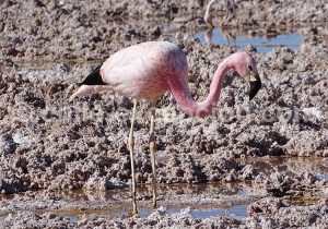 Flamant des Andes, Atacama