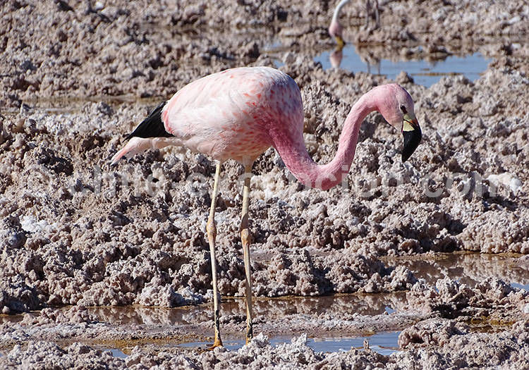 Flamant des Andes, Atacama