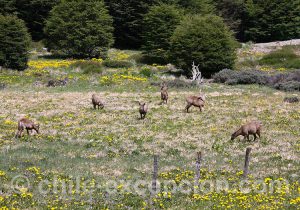 Garde de Huemul de Patagonie