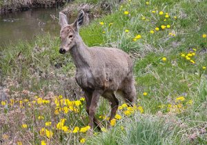 Huemul de Patagonie, femelle