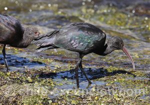 Cuervo de Pantano de la Puna