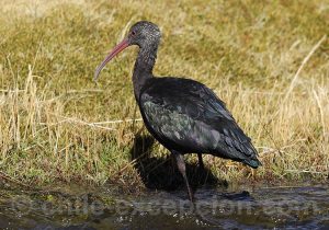 Ibis de Ridgway, Chile