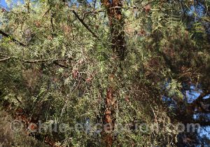 Schinus molle, Anarcardiaceae