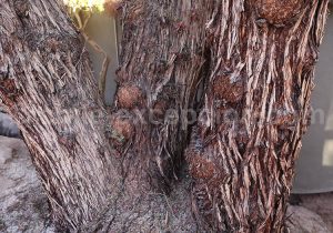 Détails du tronc du Faux-Poivrier