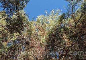 Feuillage du Poivrier sauvage