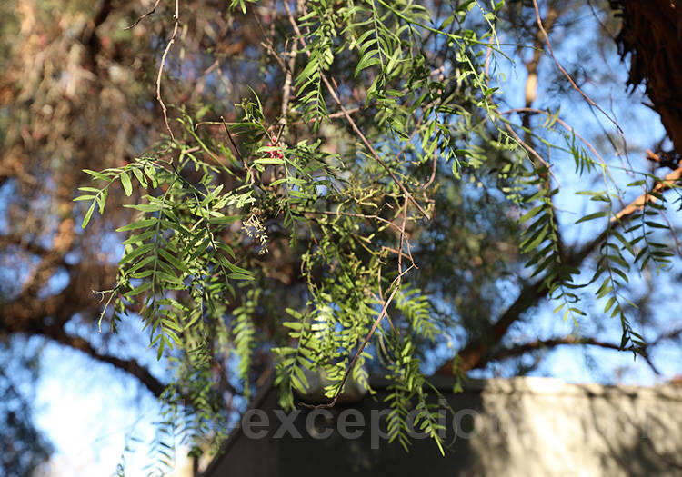 Détails des feuilles du Faux-Poivrier