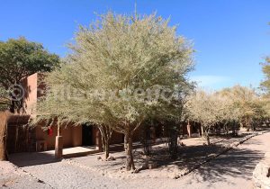 Chañar Geoffroea decorticans