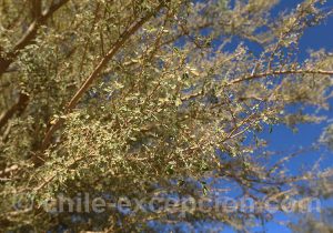 Feuillage du chañar