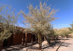 Geoffroea decorticans