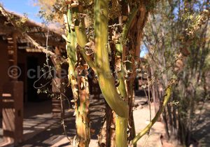 Tronc et écorce du chañar