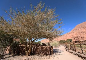 Arbre endémique du Chili