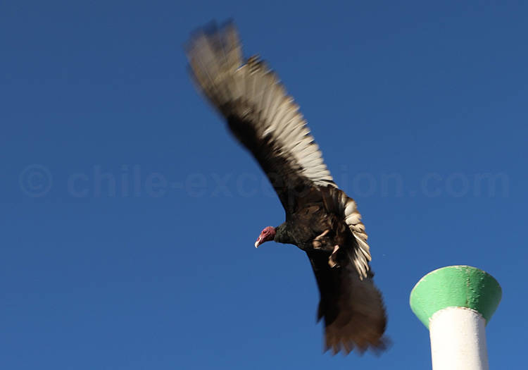 Urubu à tête rouge