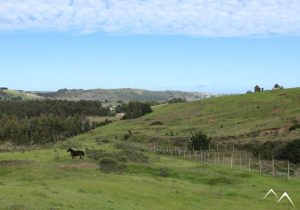 Chevaux dans les champs à La Boca au Chili